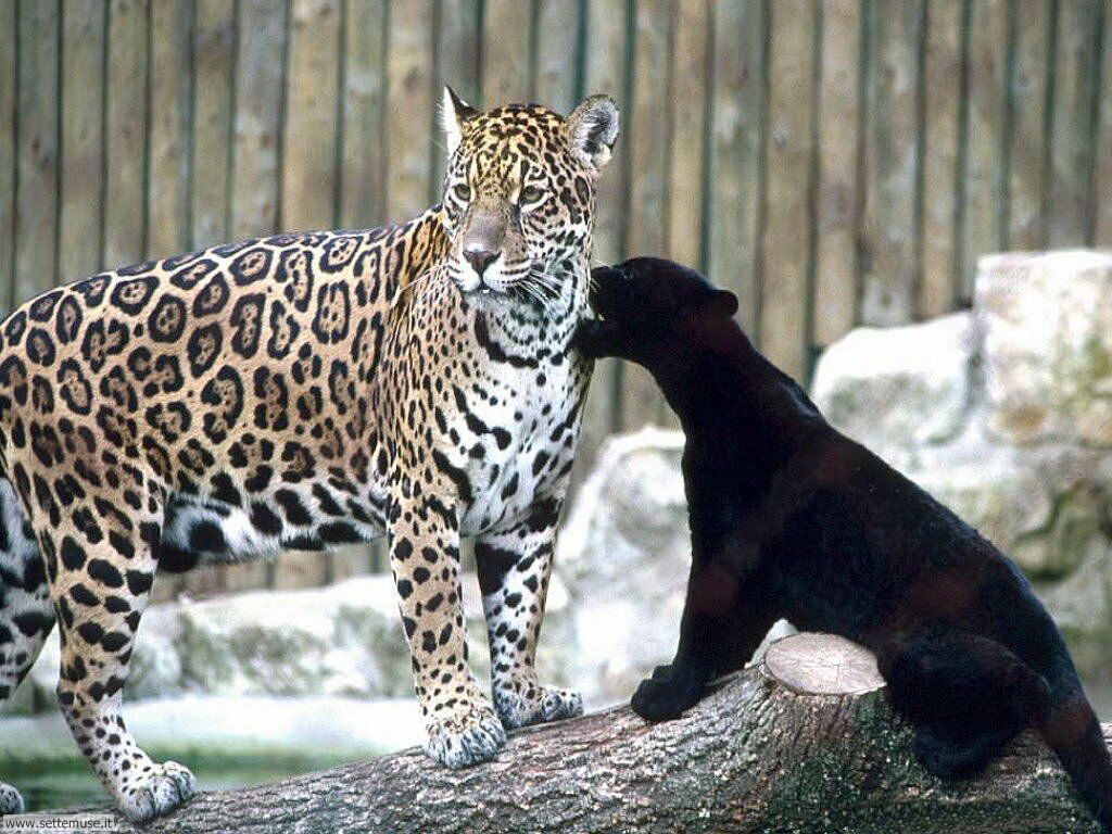 Leopard Print Cat Anime Leopard Print Cat Anime