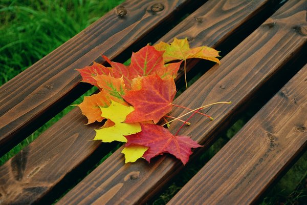 Fall foliage 1740841 1280