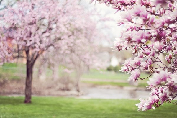 Magnolia trees 556718 960 720