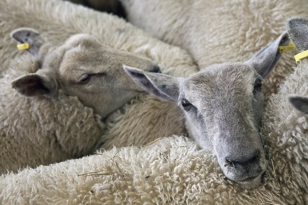 Sheep 678198 1280