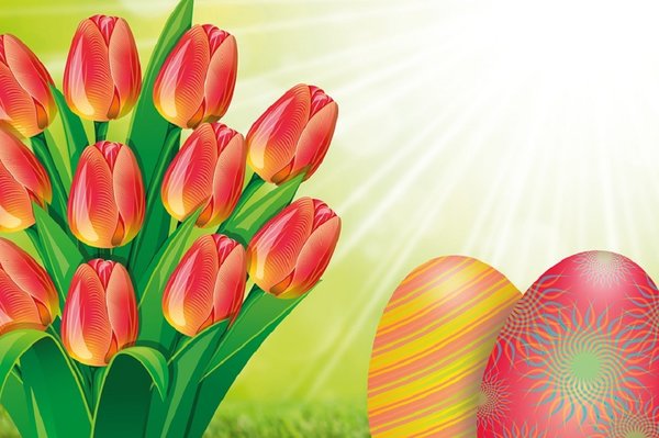 Tulip 634023 960 720