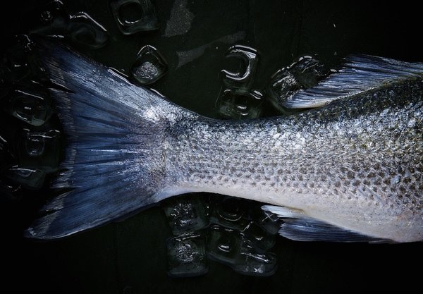 Pesce