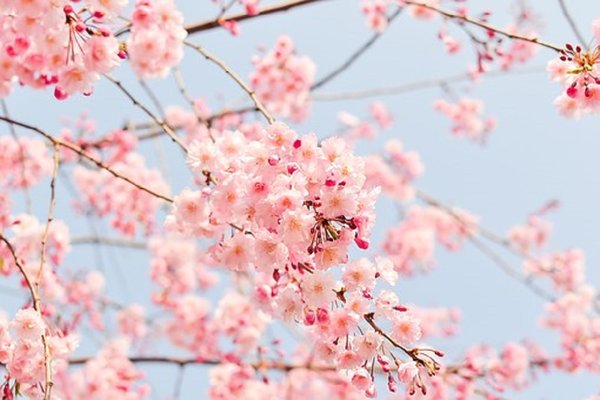 Cherry tree 1225186 340