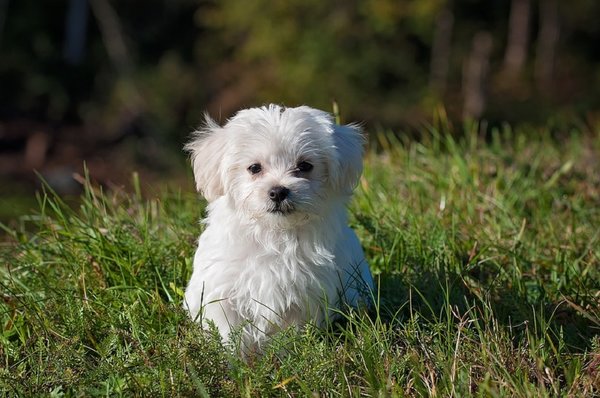 Dog 1123016 960 720