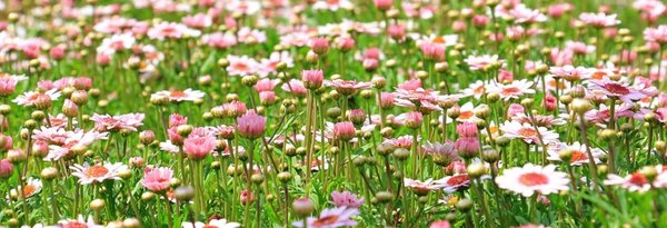 Flower meadow 1510602 340