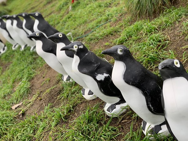 Pinguini