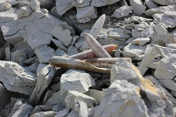 Fossils 2481627 340