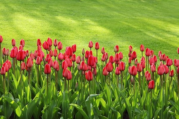 Tulips 21620 340