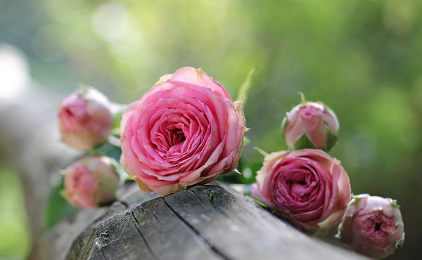 Rose 1687884 1280
