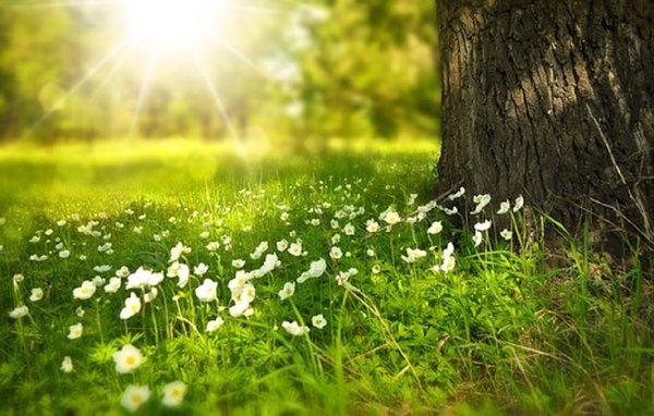 Spring 276014 340