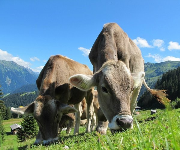 Cows 203460 1280