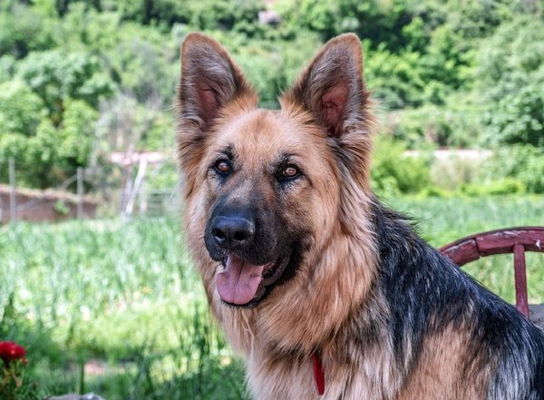 Dog 3409620 960 720