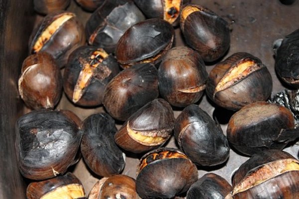 Chestnut 736500 340