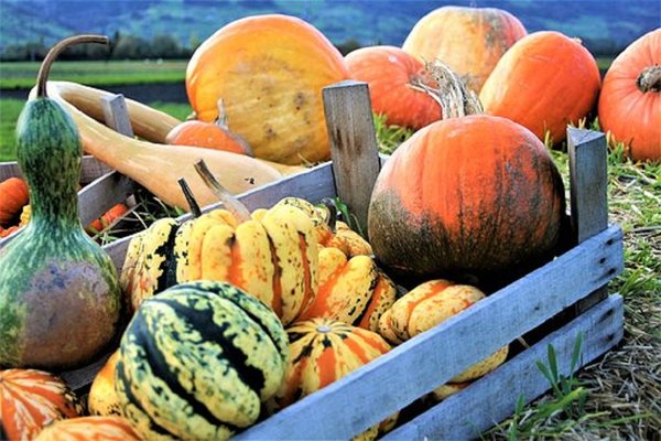 Ornamental pumpkins 2889601 340