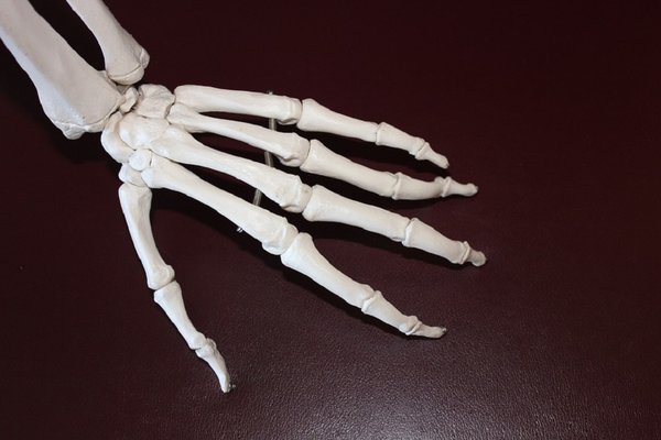 Skeleton 778069 960 720