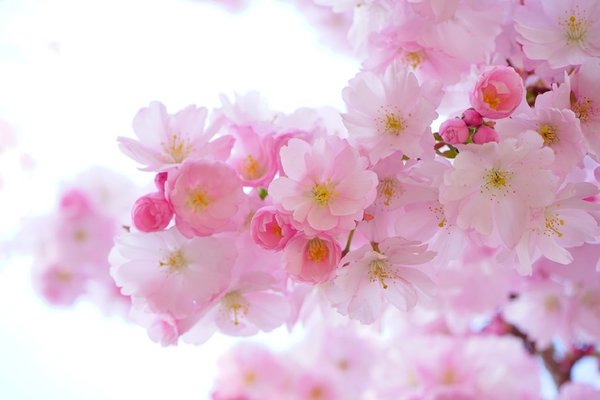 Japanese cherry trees 324175 960 720