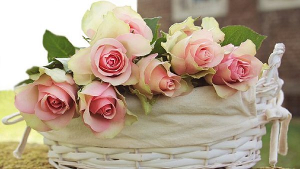 Roses 2208357 340