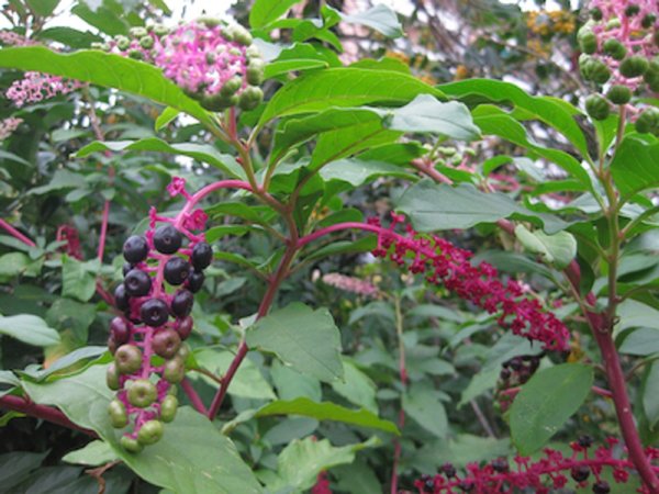 Phytolacca americana