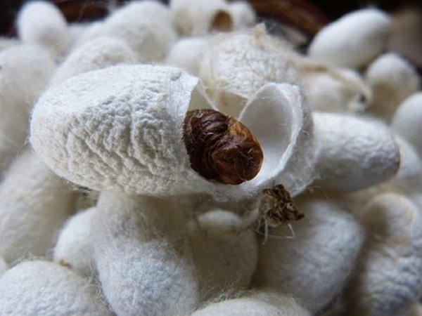 Cocoon 196533 340