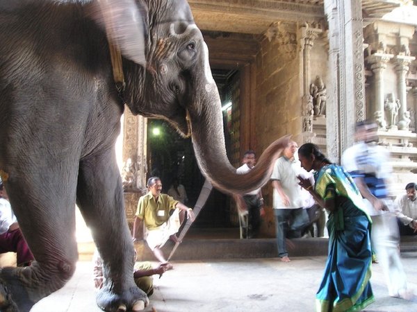 Elephant