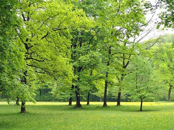 Immagine parco