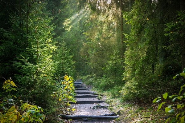 Foresta