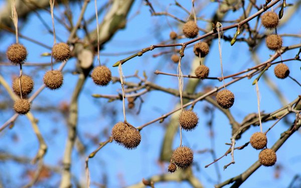 Platanus 4004546 1920