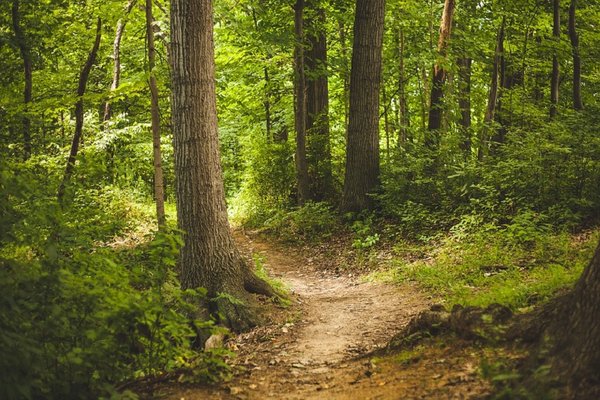 Forest 1868028 960 720