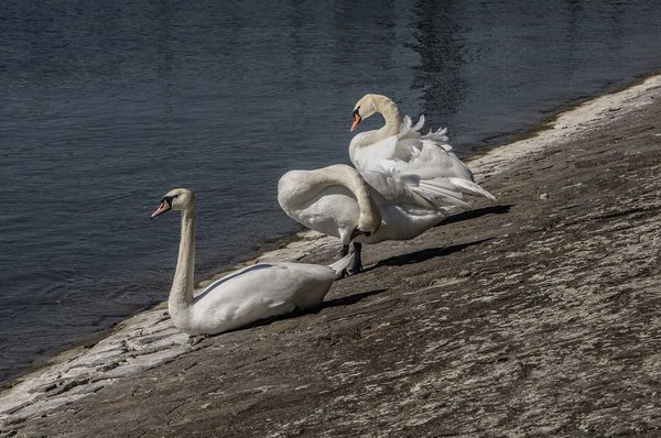 Swans 4140432 1920