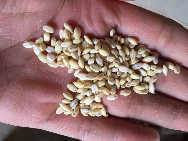 Cold barley 1255648 1920