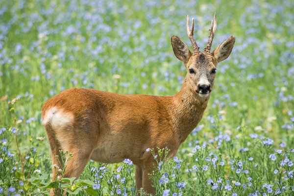 Roe deer 3450767 1280