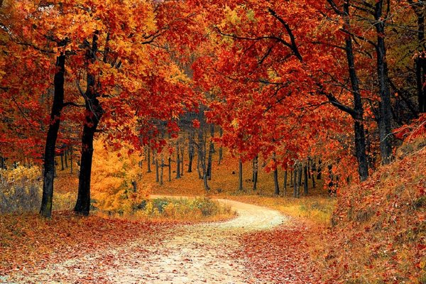 Fall 1072821 960 720