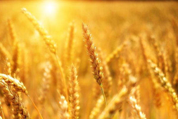 Wheat 3506758 1280