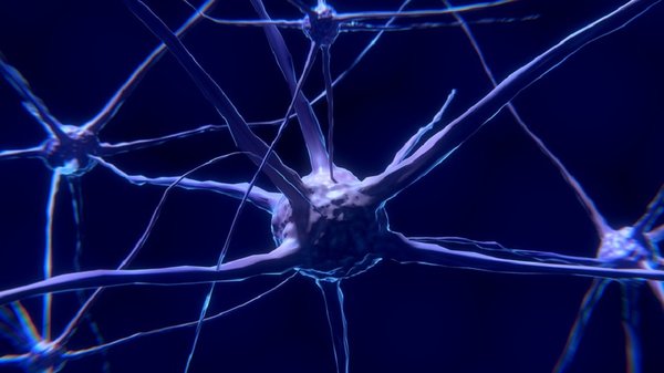 Nerve cell 2213009 960 720