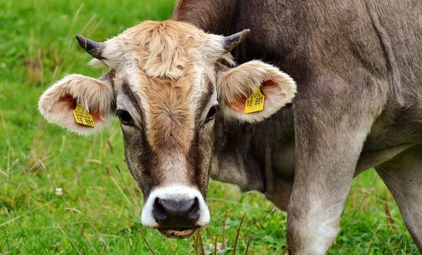 Cow 2788835 1280