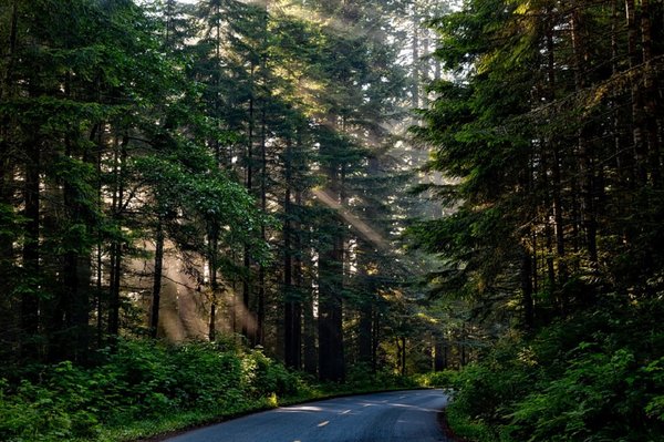 Forest 1598756 960 720