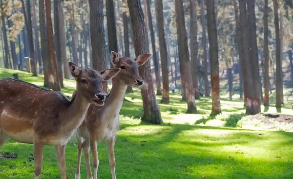 Deer 1973553 960 720