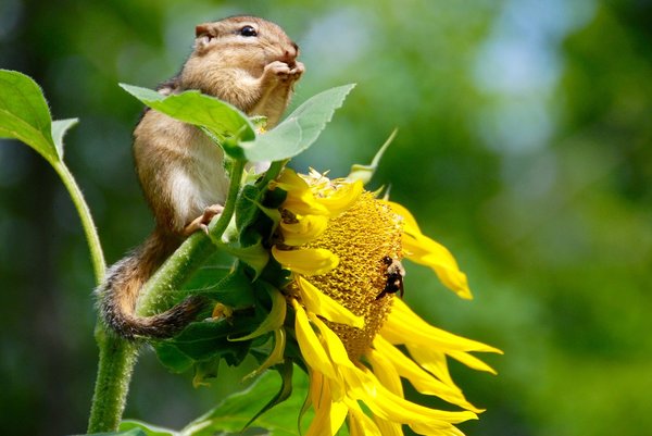Chipmunk 3628623 1280