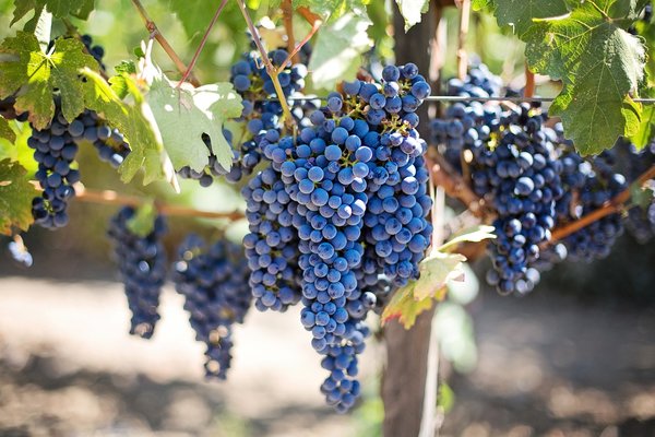 Purple grapes 553464 1280