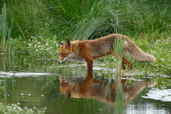Fox 1540833 1280