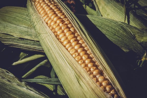 Sweet corn 3705687 1280
