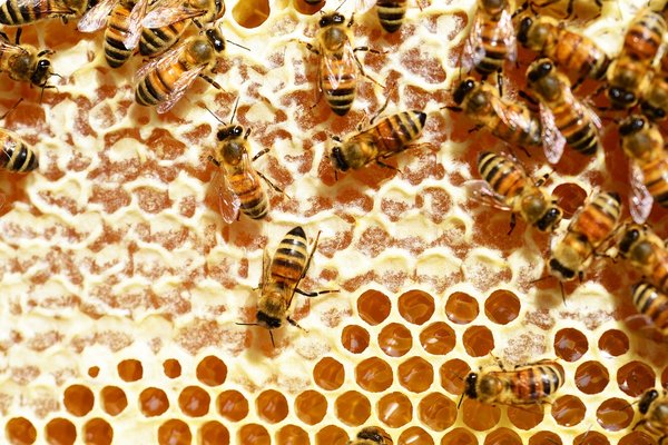 Bees 345628 1280