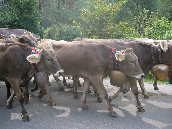 Cows 72639 1280