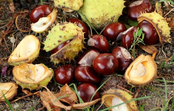 Chestnuts 3726522 960 720