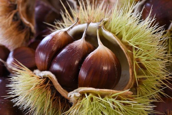 Chestnuts 4528127 960 720