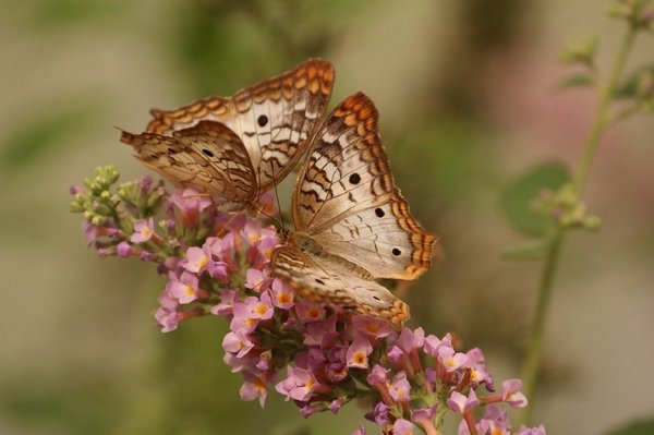Butterfly 743549 960 720