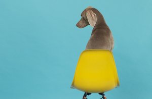 William wegman