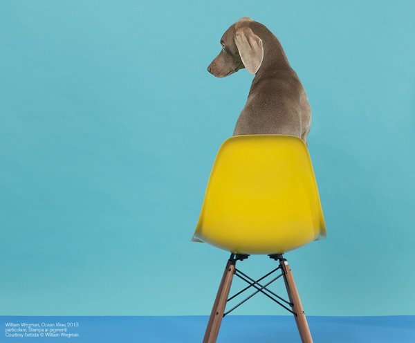 William wegman