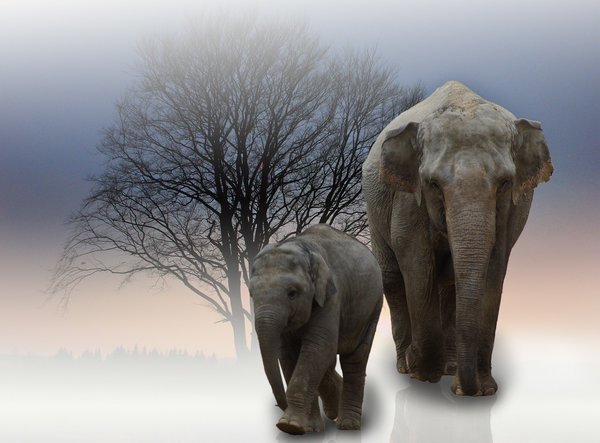 Elephant 1327804 1280