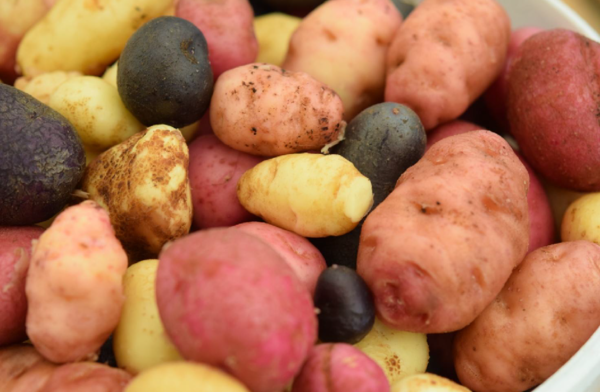 Patate